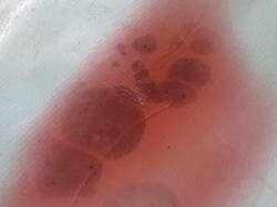 �I�[�o�[�z�[�� Brewer 9_3